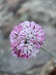 Eriogonum ovalifolium