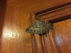 Polydesma boarmoides