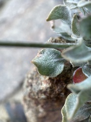 Eriogonum ovalifolium