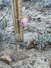 Eriogonum ovalifolium