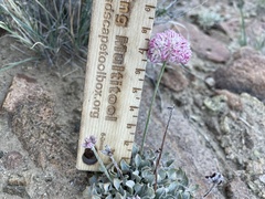 Eriogonum ovalifolium