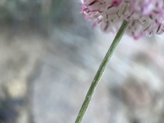 Eriogonum ovalifolium