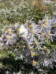 Heliopetes ericetorum