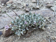 Eriogonum ovalifolium