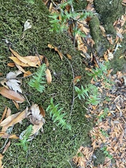 Polypodium californicum