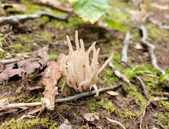 Clavaria fragilis