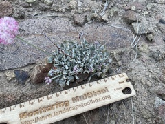 Eriogonum ovalifolium