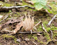 Clavaria fragilis