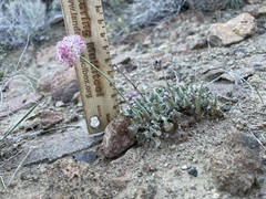 Eriogonum ovalifolium