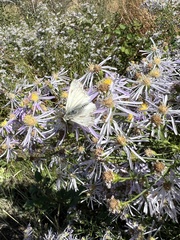 Heliopetes ericetorum