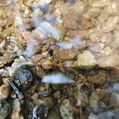 Chlorogomphus nasutus