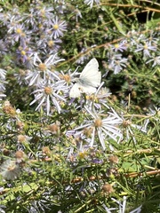 Heliopetes ericetorum