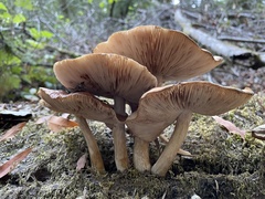 Pluteus