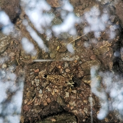 Chlorogomphus nasutus