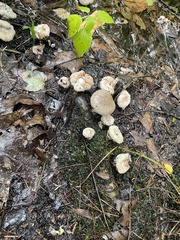 Tricholoma caligatum