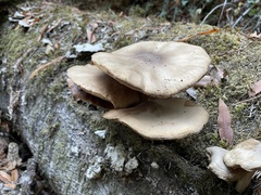Pluteus