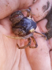 Mictyris longicarpus