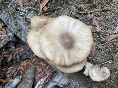 Pluteus
