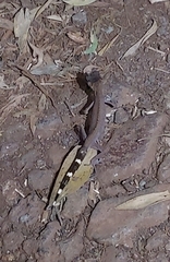 Carphodactylus laevis