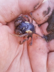 Mictyris longicarpus