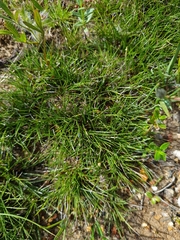 Schoenus breviculmis