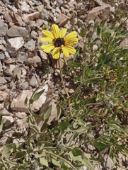 Encelia canescens