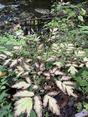 Actaea