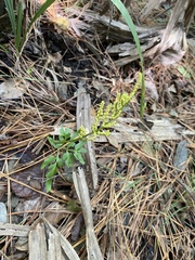 Sceptridium biternatum