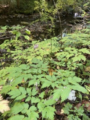 Actaea
