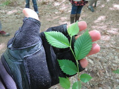Ulmus americana