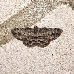 Didymoctenia exsuperata