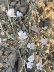 Stephanomeria virgata