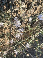 Stephanomeria virgata
