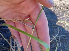 Elymus canadensis