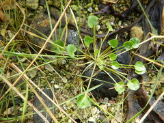 Parnassia fimbriata