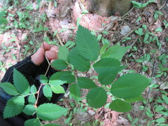 Ulmus americana
