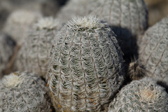 Echinocereus reichenbachii caespitosus