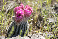 Echinocereus reichenbachii caespitosus