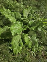 Arctium lappa