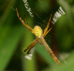 Argiope magnifica