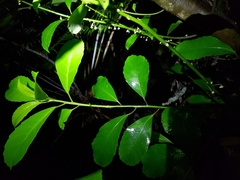 Melicytus macrophyllus