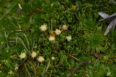 Baccharis caespitosa