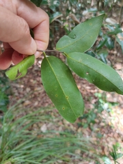 Huberantha nitidissima
