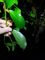 Melicytus macrophyllus