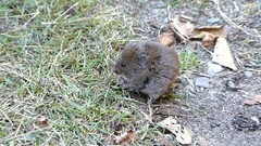 Clethrionomys gapperi