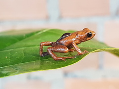 Andinobates cassidyhornae
