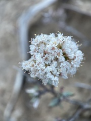 Eriogonum microtheca