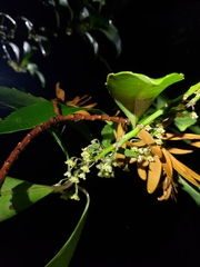 Melicytus macrophyllus