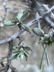 Eriogonum microtheca
