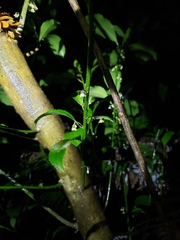 Melicytus macrophyllus